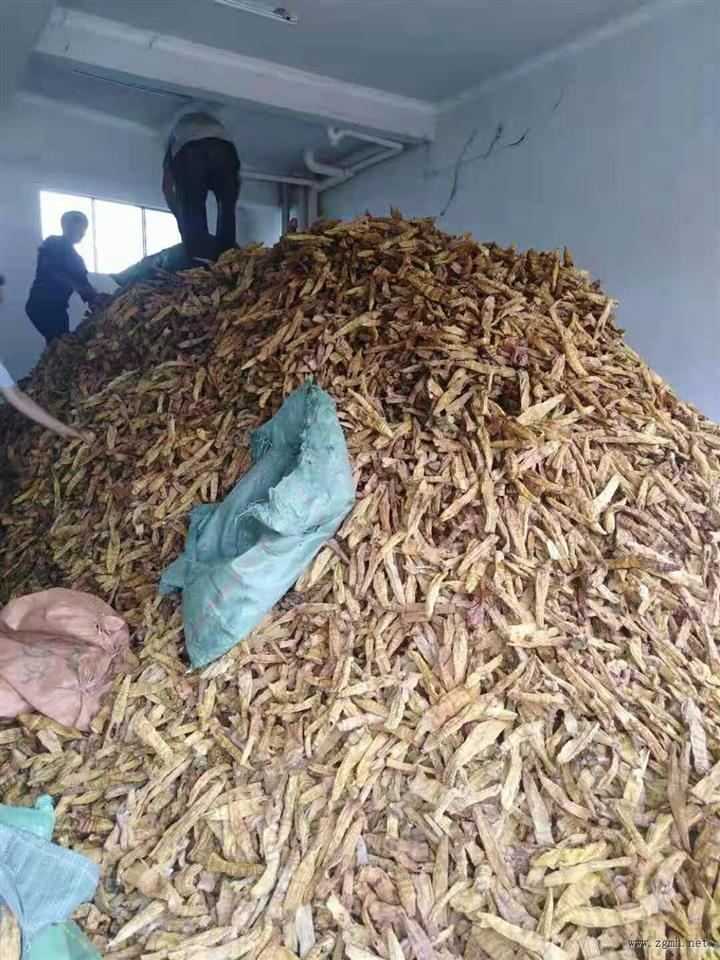 大量出销缅甸竹笋