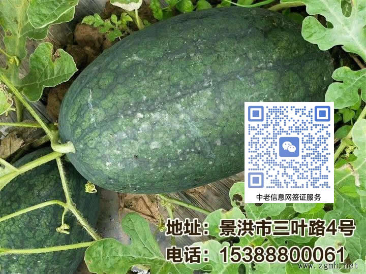 <%=mycom.comname %>