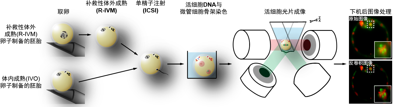 20260612-cell-苏俊-4.着床前胚胎长时程荧光活细胞成像的技术路线.png