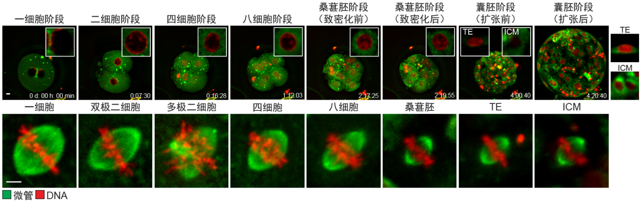 20260612-cell-苏俊-3.人类胚胎着床前全五天发育的显微成像.png