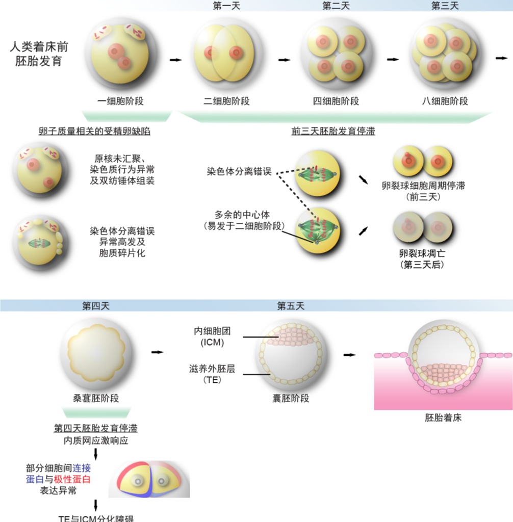 20260612-cell-苏俊-2.该研究阐明了人类着床前胚胎停滞的成因.png