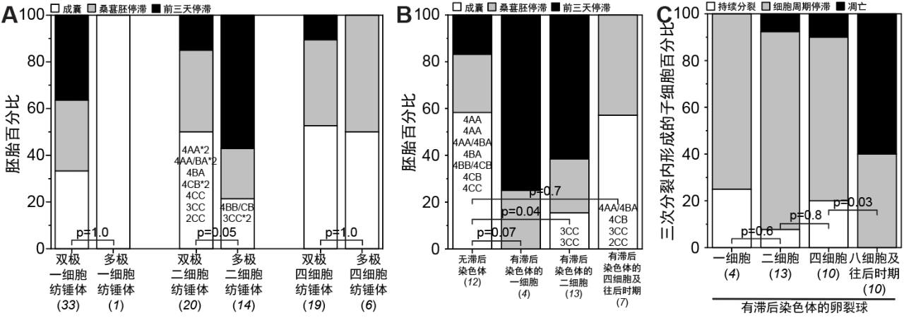 20260612-cell-苏俊-8.(a) 人胚胎前三天的纺锤体异常对着床前胚胎发育结局的影响 (b) 人胚胎前三天的染色体异常对着床前胚胎发育结局的影响 (c) 人胚胎不同阶段的染色体异常对子细胞细胞命运的影响.png